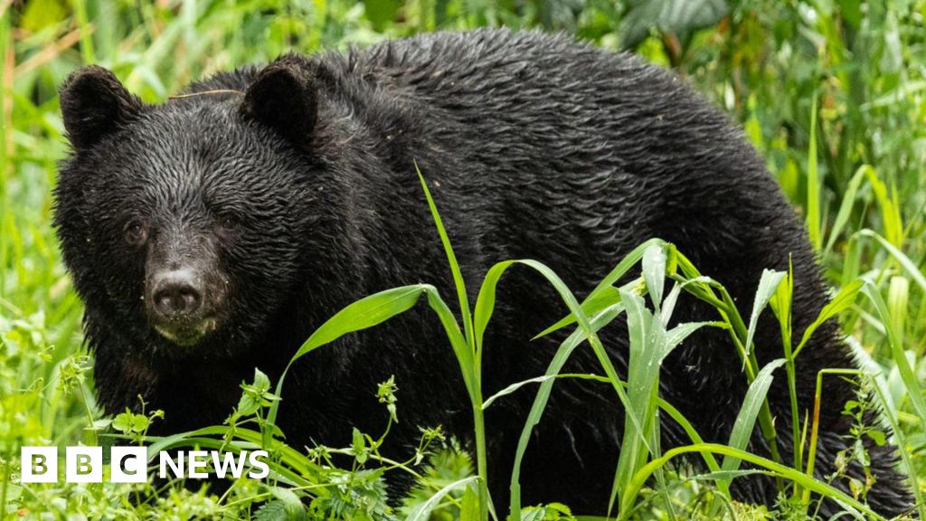 Japan bear attacks hit record high with seven people killed this year