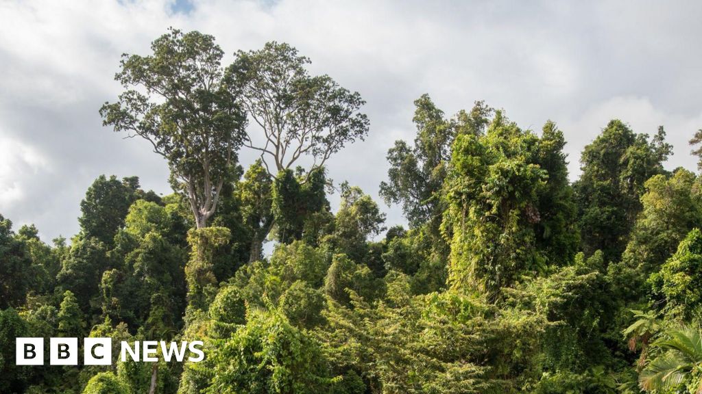 Australia’s rainforests are releasing more carbon than they absorb, warn scientists